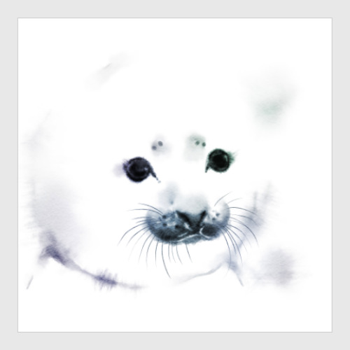 Постер с принтом Малыш тюлень