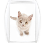 Котики-котята