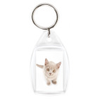 Котики-котята