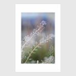 Пастушья сумка