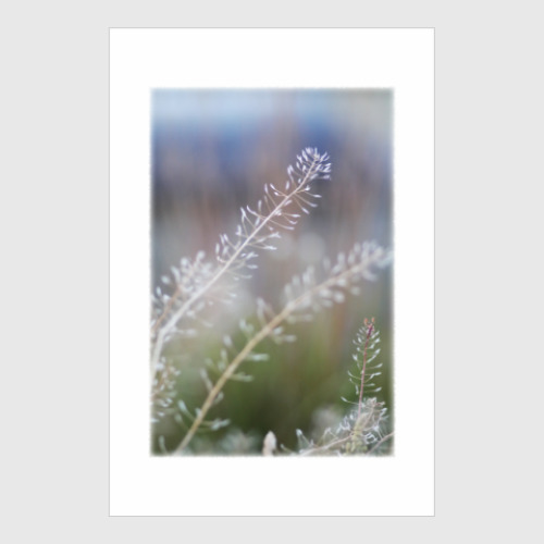 Постер с принтом Пастушья сумка