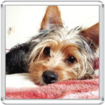 Собачка Филя в анфас