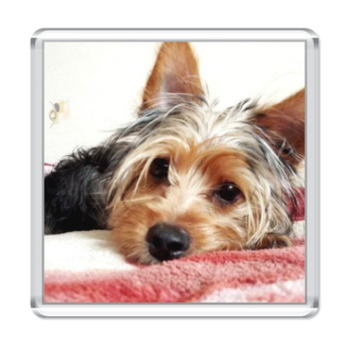 Магнит с принтом Собачка Филя в анфас