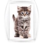 Котики-котята