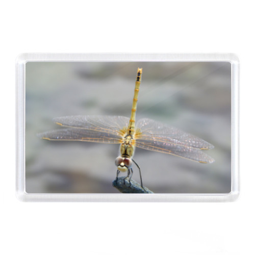 Магнит Стрекоза