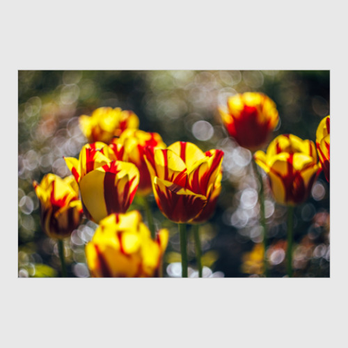 Постер с принтом Тюльпаны