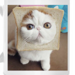 Котохлебинг