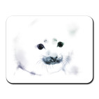 Малыш тюлень