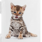 Милые котики, коты и котята