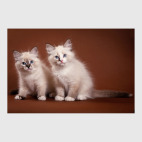 Милые котики, коты и котята