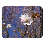 Цветение сакуры