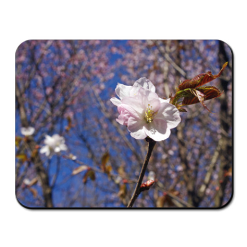 Коврик для мыши Цветение сакуры
