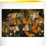 Бабочки в сборе