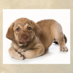 Щенки,щенята и собаки