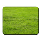 Grass