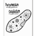Paramecium