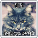 Ты покормил котов?