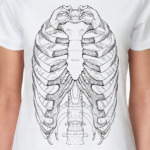 Anatomy