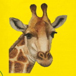 Жираф
