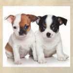 Щенки,щенята и собаки