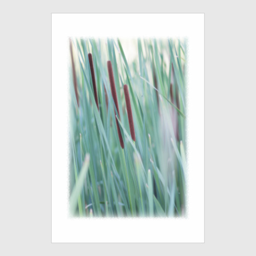 Постер с принтом Космический камыш