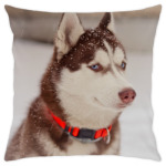 Новогодний Хаски