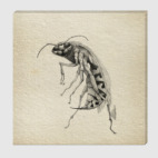 Wasp