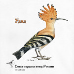 Удод