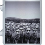 Овечки в очках