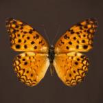 Крылья Бабочка