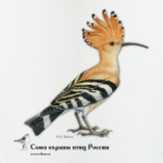 Удод