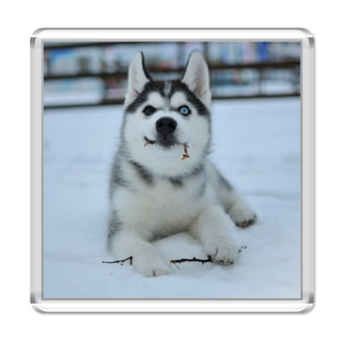 Магнит с принтом Хаски