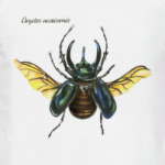 Oryctes nasicornis