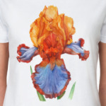 Ирис акварель