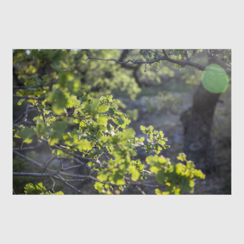 Постер с принтом Горный дуб