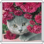 Кот