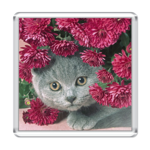 Магнит Кот