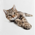 Милые котики, коты и котята