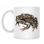 Травяная лягушка