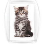 Котики-котята