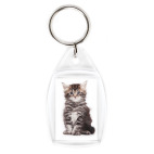 Котики-котята