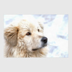 Постер 40 х 60 см Собака