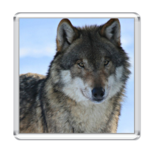 Магнит ВОЛК