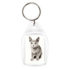 Котики-котята