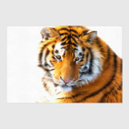 Постер 40 х 60 см Тигр