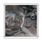 Магнит 6.5 x 6.5 см Волк