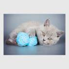 Милые котики, коты и котята