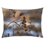 Жук на закате