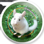 Самый пушистый (шиншилла)