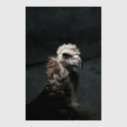 Постер с принтом Птица